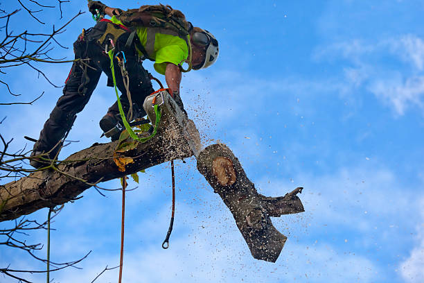 How Our Tree Care Process Works  in  Silver Grove, KY